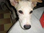 Valentino - Mixed Breed Dog