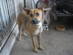 Sugar - Mixed Breed Dog