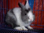 ND mix Lionhead