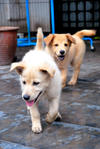 Puppies Johor Bahru - Mixed Breed Dog