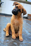 Puppies Johor Bahru - Mixed Breed Dog