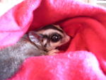 Meelo - Sugar Glider Small & Furry