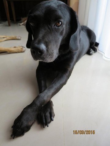 Blackie - Labrador Retriever Dog