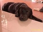 Head resting on cool floor tiles. His favorite resting spot on a hot afternoon.