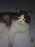 Oscar - Persian Cat