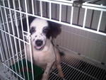 Cutie Chubby Casper Adopted - Mixed Breed Dog