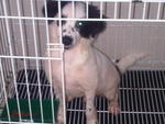 Cutie Chubby Casper Adopted - Mixed Breed Dog