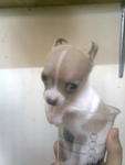 Teacup Chihuahua Female Puppy Mka  - Chihuahua Dog