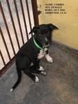 Domino - Mixed Breed Dog