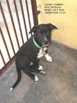 Domino - Mixed Breed Dog