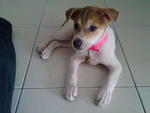 Girl Girl - Mixed Breed Dog