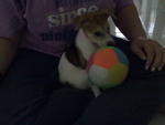 My ball ball ~