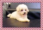 PF18179 - Maltese Dog