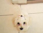 PF18179 - Maltese Dog