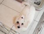 PF18179 - Maltese Dog