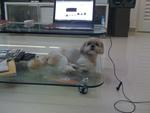 Xixi - Shih Tzu Dog