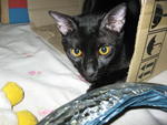 Angel - Domestic Short Hair Cat