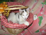 I love my basket