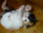 Baby Titiana - Domestic Long Hair Cat