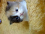 Baby Titiana - Domestic Long Hair Cat