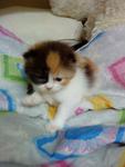 Baby Titiana - Domestic Long Hair Cat