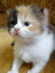 Baby Titiana - Domestic Long Hair Cat