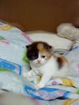 Baby Titiana - Domestic Long Hair Cat