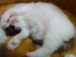 Baby Titiana - Domestic Long Hair Cat