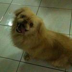 Romeo - Pekingese Dog