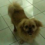 Romeo - Pekingese Dog