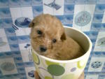 Mini Toy Poodle Puppies - Poodle Dog