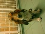 Bingo - Basset Hound Dog