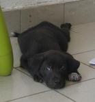 Acai Berry - Labrador Retriever Mix Dog