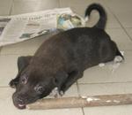 Acai Berry - Labrador Retriever Mix Dog