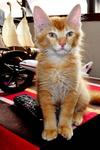 Mr Alam - Domestic Medium Hair Cat