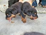 PF18247 - Rottweiler Dog