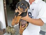 PF18247 - Rottweiler Dog