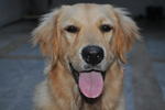 Miley - Golden Retriever Dog