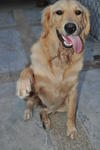 Miley - Golden Retriever Dog