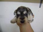 Pure Mini Schnauzer Puppy Champion  - Schnauzer Dog