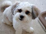 Abbie Lost In Ss2, Chow Yang, Pj - Shih Tzu Dog