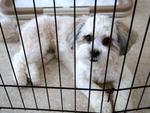 Abbie Lost In Ss2, Chow Yang, Pj - Shih Tzu Dog