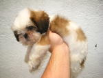 PF18319 - Shih Tzu Dog