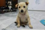 Unknown - Mixed Breed Dog