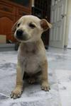 Unknown - Mixed Breed Dog