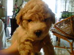 Toy Poodle - Poodle Dog