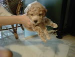 Toy Poodle - Poodle Dog