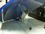 Ling Ling under umbrella