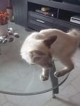 Melot @ Boboy  - Domestic Short Hair + Siamese Cat