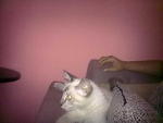 Melot @ Boboy  - Domestic Short Hair + Siamese Cat